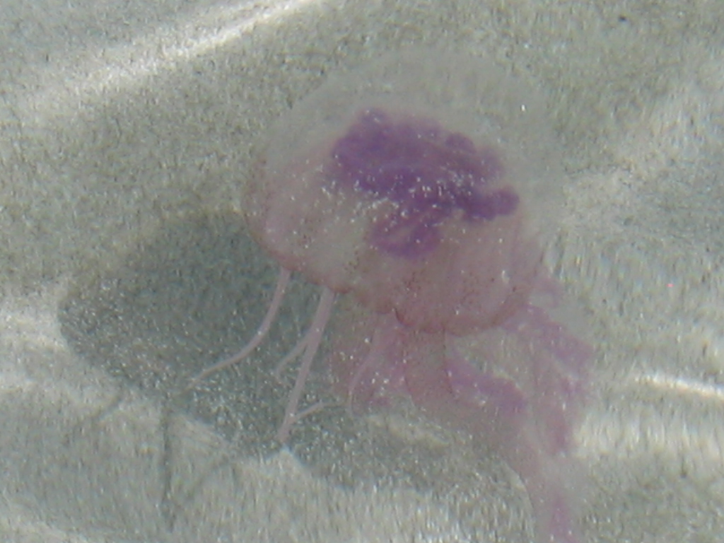 Pelagia noctiluca (Forsskl, 1775)